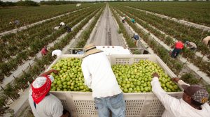 a photo of three farmworkers and a large crate of green apples with fields in the background